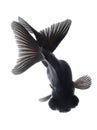 Black goldfish isolated on white background Royalty Free Stock Photo