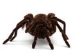 Black Goliath Birdeating Spider  Isolated Halloween Concept. Royalty Free Stock Photo