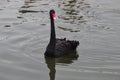 Black Goose or cignus atratus are swimming