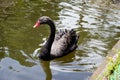 Black Goose Floating on a Water. Royalty Free Stock Photo