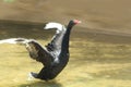 Black goose flying in zoo lake. Royalty Free Stock Photo