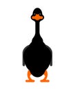 Black goose isolated. domestic waterfowl. vector illustration