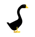 Black goose isolated. Black farm bird. Vector illustration