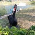 Black Goose Look At ME