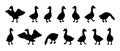 Black goose silhouettes in various cartoon poses. Simple goose icons on white background Royalty Free Stock Photo