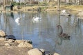 Black and white goose on the lake