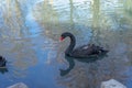 Black and white goose on the lake