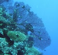 Black Gorgonian Sea Fan