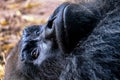 Black gorilla closeup face portrait Royalty Free Stock Photo