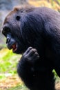 Black gorilla closeup portrait Royalty Free Stock Photo