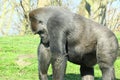 Black gorilla on a green field surrounded by trees Royalty Free Stock Photo