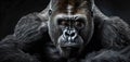 black gorilla portrait, made with Generative AI Royalty Free Stock Photo