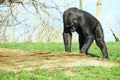 Black gorilla standing on the grass surrounded by trees Royalty Free Stock Photo