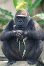 Black gorilla thinking Royalty Free Stock Photo