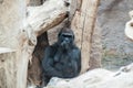 Black Gorilla thinking Royalty Free Stock Photo
