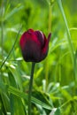 Black Gothic tulip, Dark purple tulip, Queen of the Night - Dutch hybrid variety