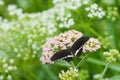 Black graceful butterfly