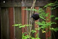 Black grackle bird perched on trunk of moringa tree