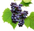 Black grape 3