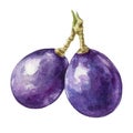 Black grape berries watercolor image. Realistic ripe organic purple grape element. Delicious dark violet sweet juicy