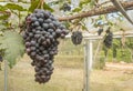 Black Grape Bunch in Vineyard with Natural Light on Left Frame