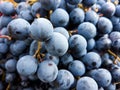 Black grape bunches Grenache variety in the foreground Royalty Free Stock Photo