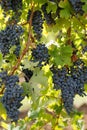 Black grape cabernet sauvignon Royalty Free Stock Photo