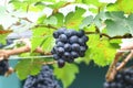 Black grape in garden, wine grape Royalty Free Stock Photo