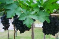 Black grape in garden, wine grape Royalty Free Stock Photo