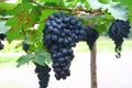 Black grape in garden, wine grape Royalty Free Stock Photo
