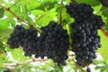 Black grape in garden, wine grape Royalty Free Stock Photo