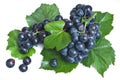 Black grape with leaves