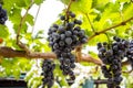 Black Grape - Purple farm with background blur.