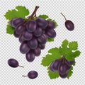 Black grape vector illustration. Bunch of grapes, leaves and berries realistic vector image isolated on transparent