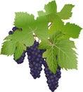 Black grapes Royalty Free Stock Photo