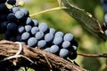 Ripe bunches of black grapes on autumn vineyard