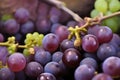 Black Grapes Bunch Watercolor Painting. generative AI Royalty Free Stock Photo