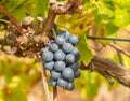 Black grapes growing on the vine in South Australia.