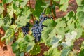 Black grapes growing on the vine Royalty Free Stock Photo