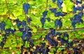 Black grapes hanging from the vines growing on the wooden structures Royalty Free Stock Photo