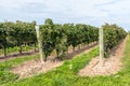 Black grapes ready for harvest in a vineyard in autumn Royalty Free Stock Photo