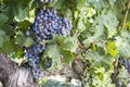 Black grapes, vineyard, agriculture Royalty Free Stock Photo