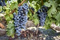 Black grapes, vineyard, agriculture Royalty Free Stock Photo