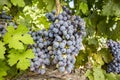 Black grapes, vineyard, agriculture Royalty Free Stock Photo