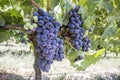 Black grapes, vineyard, agriculture Royalty Free Stock Photo