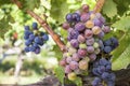 Black grapes, vineyard, agriculture Royalty Free Stock Photo