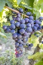 Black grapes, vineyard, agriculture Royalty Free Stock Photo