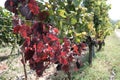 Black grapes in the vineyards of Beaujolais - France just before harvest Royalty Free Stock Photo