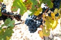 Black grapes in the vineyards of Beaujolais - France just before harvest Royalty Free Stock Photo