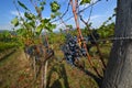 Black grapes in a Vineyards in Chianti Royalty Free Stock Photo